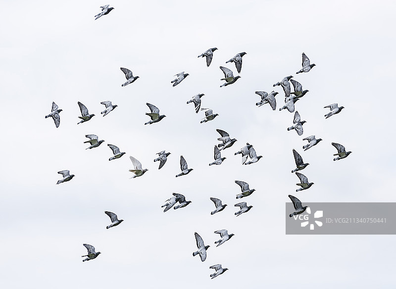 飞行中的竞翔鸽群图片素材