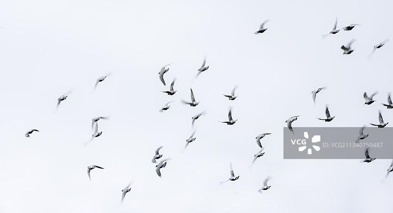 飞行中的竞翔鸽群图片素材
