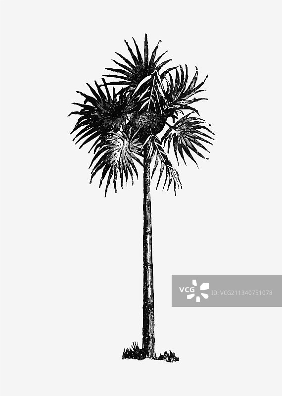 复古棕榈树图片素材