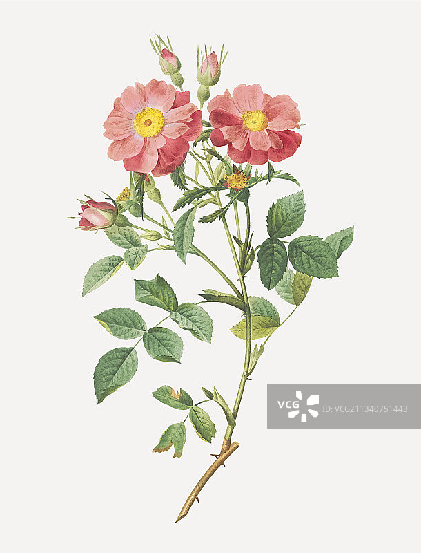 复古蔷薇玫瑰海报图片素材