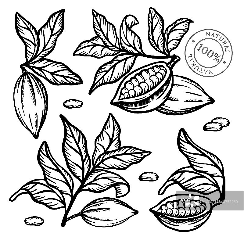 单色可可豆剪贴画合集图片素材