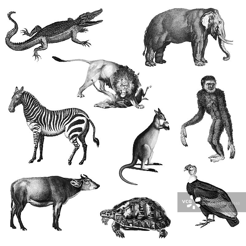 复古动物图片素材