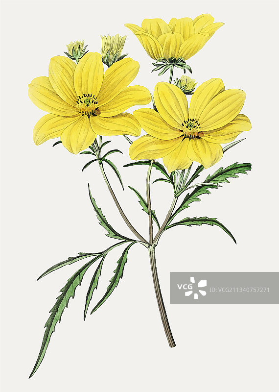 金鸡菊图片素材