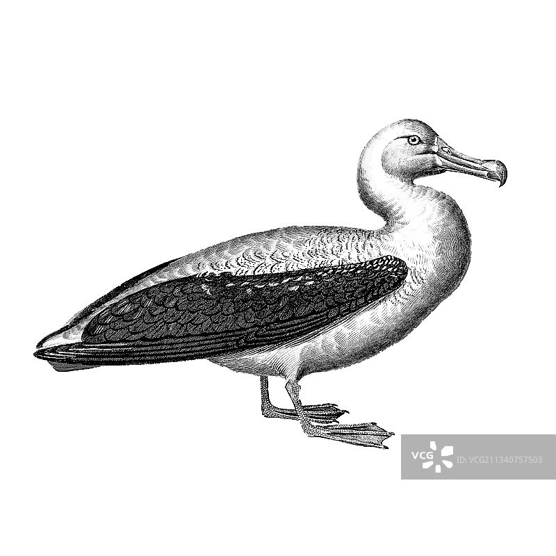 复古信天翁图片素材