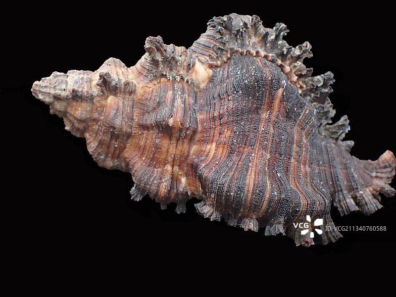 焦棘螺黑钝千手螺（Chicoreus dovi）图片素材