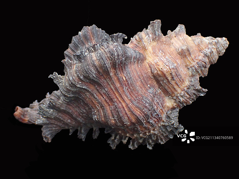 焦棘螺黑钝千手螺（Chicoreus dovi）图片素材