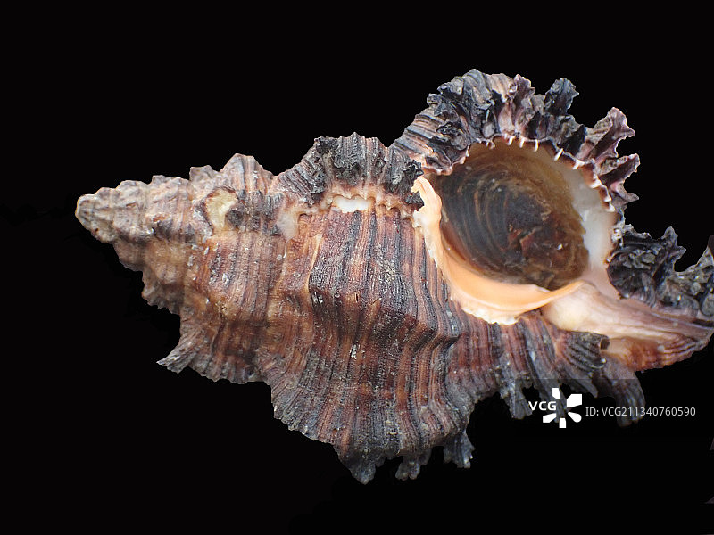 焦棘螺黑钝千手螺（Chicoreus dovi）图片素材