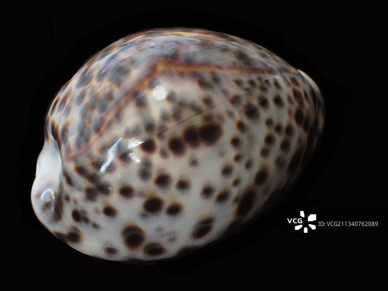 黑星宝螺虎斑宝螺（Cypraea tigris）图片素材