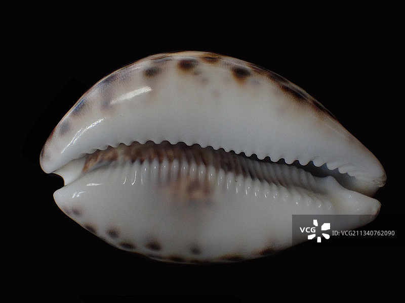 黑星宝螺虎斑宝螺（Cypraea tigris）图片素材