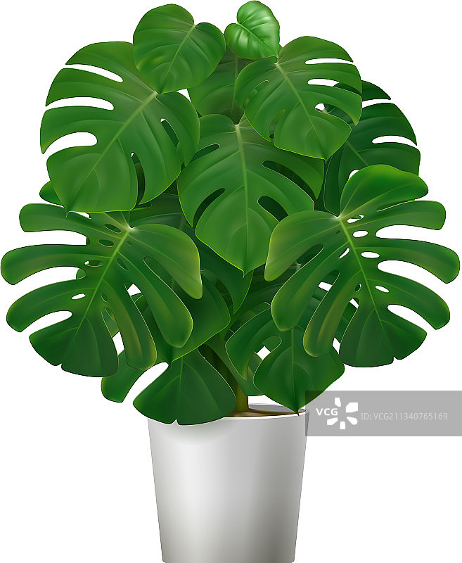 盆栽龟背竹图标图片素材