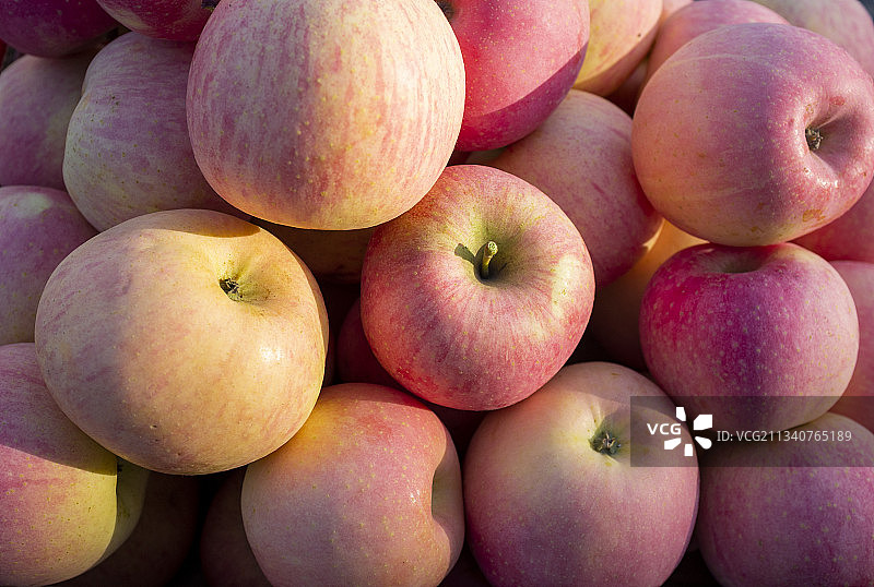 2011-09-29中国，山西省，临汾市，吉县,苹果园图片素材