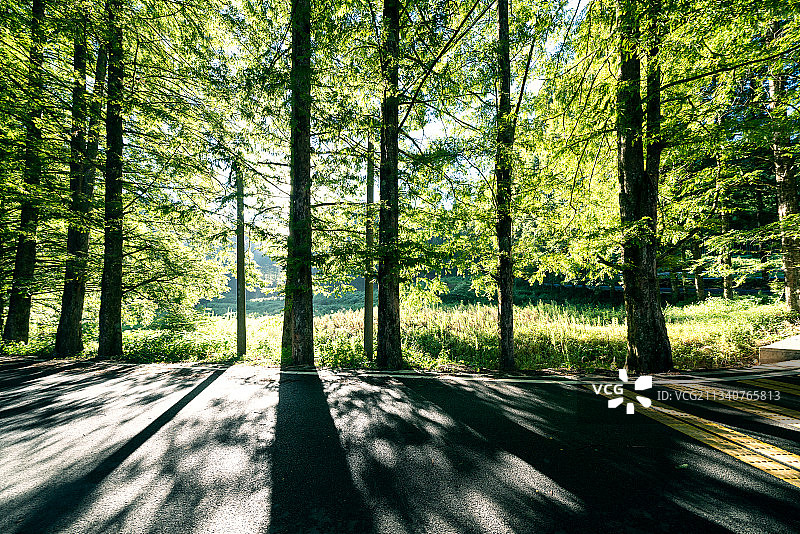 原始森林里的公路图片素材