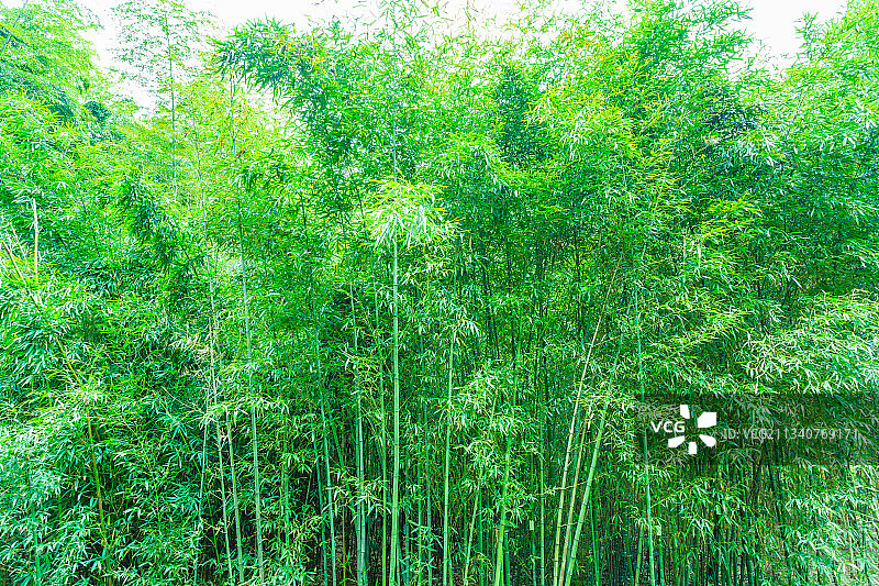 翠竹林绿竹子背景素材图片素材