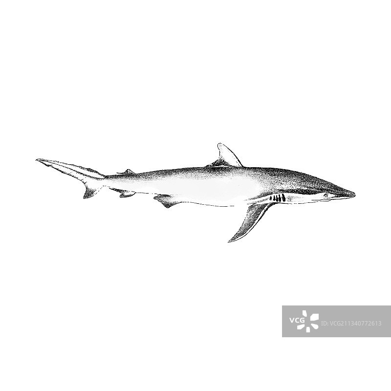 复古鲨鱼图片素材