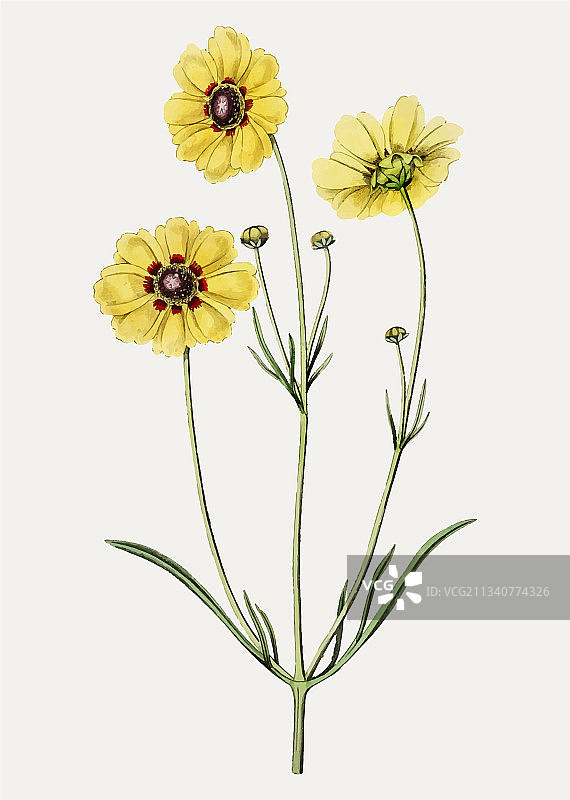 复古多年生万寿菊植物花枝图片素材