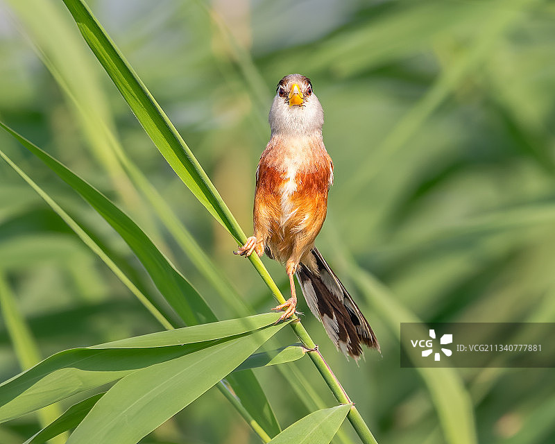 震旦鸦雀图片素材