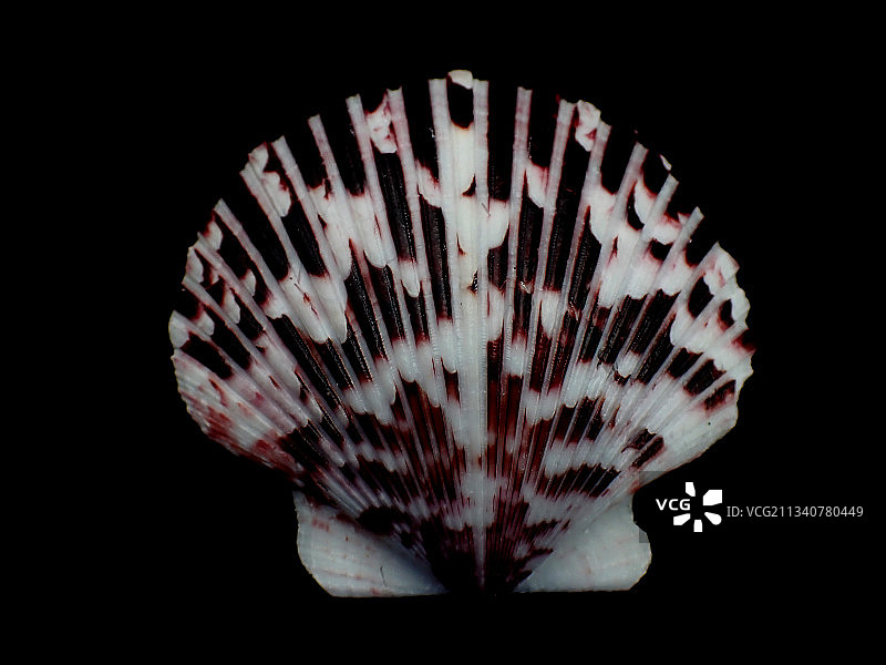 紫色条纹扇贝紫纹扇贝图片素材