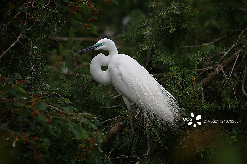 洪泽湖湿地白鹭图片素材