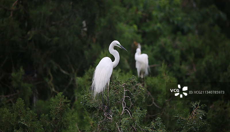洪泽湖湿地白鹭图片素材