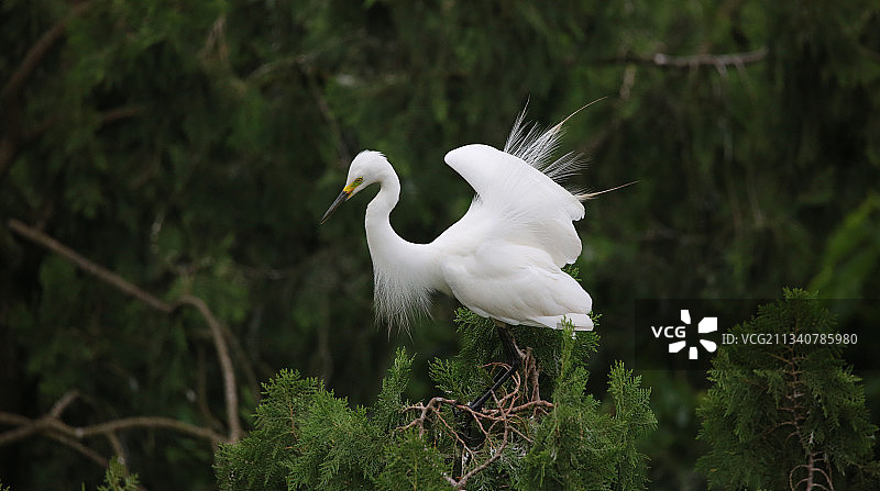 洪泽湖湿地白鹭图片素材