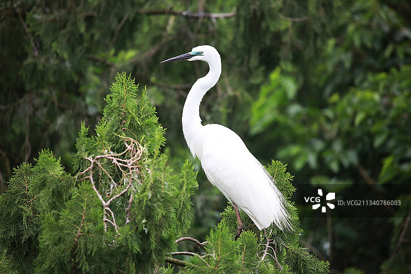 洪泽湖湿地白鹭图片素材