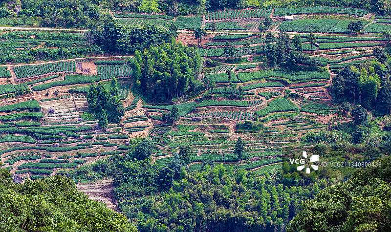 中国白茶发源地福鼎茶园图片素材