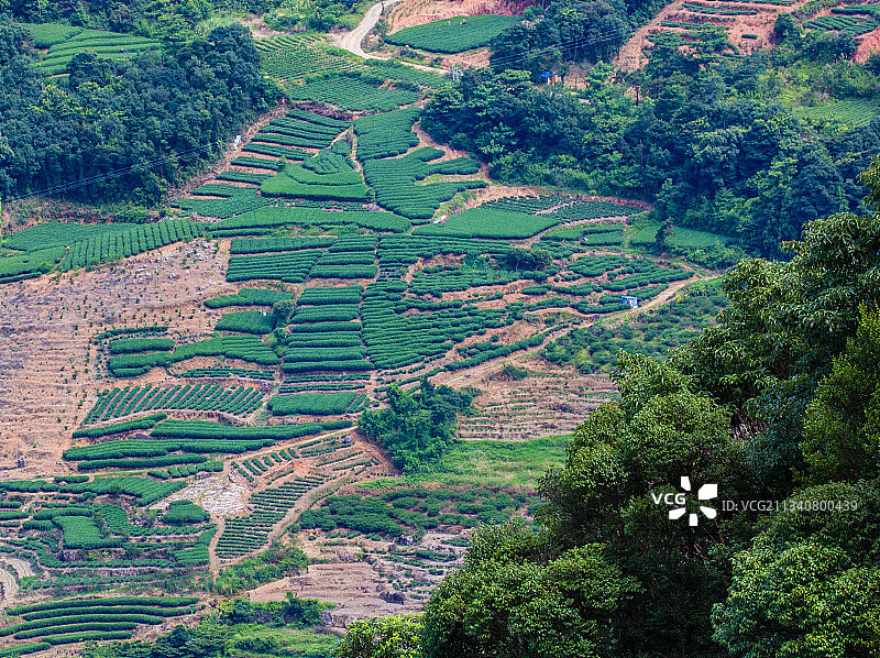中国白茶发源地福鼎茶园图片素材
