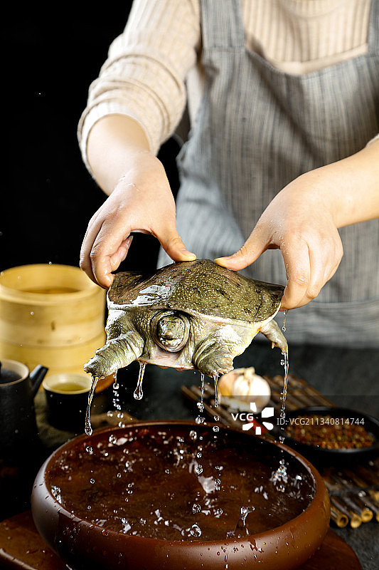 盆子里装着中华鳖图片素材