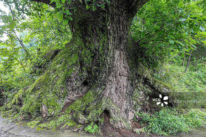 一棵古老的枹树图片素材