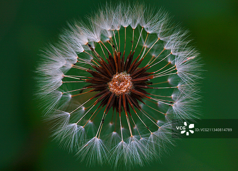 蒲公英图片素材