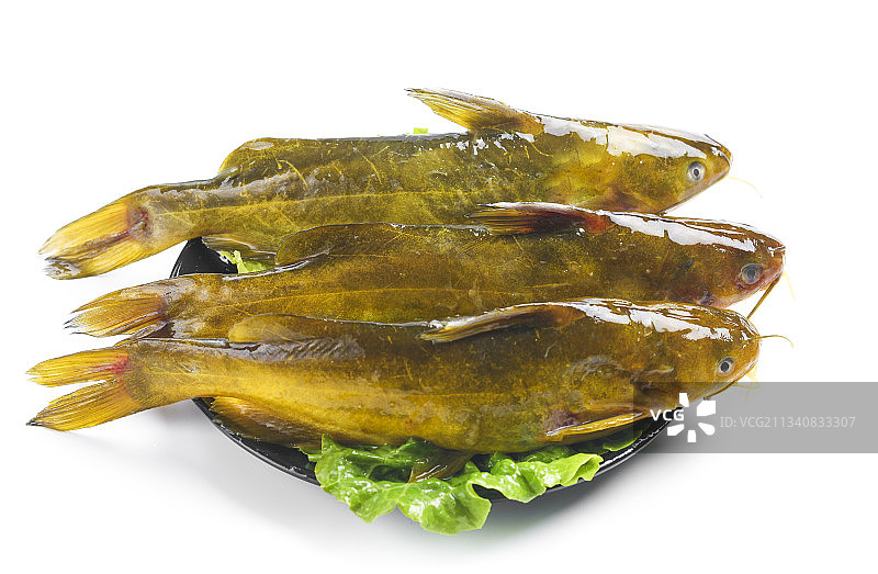 白底上放着黄蜂鱼图片素材