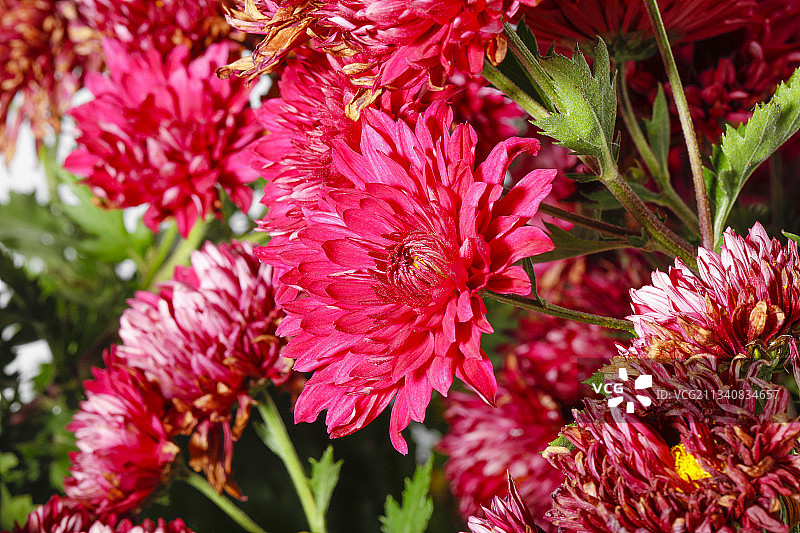 枝头上开着红色菊花图片素材