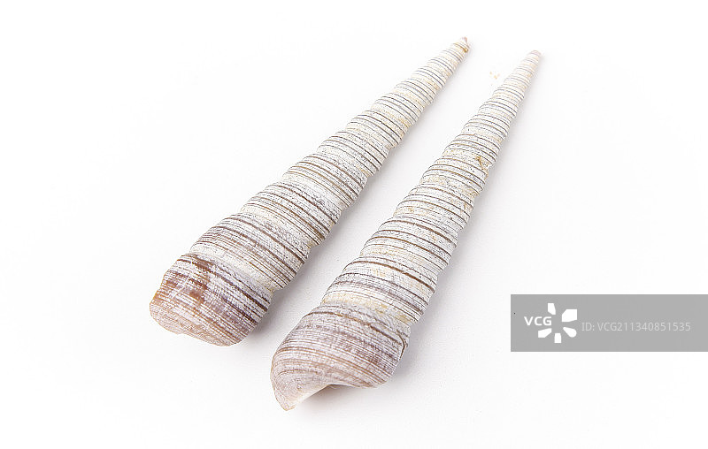 白底上的钉螺图片素材