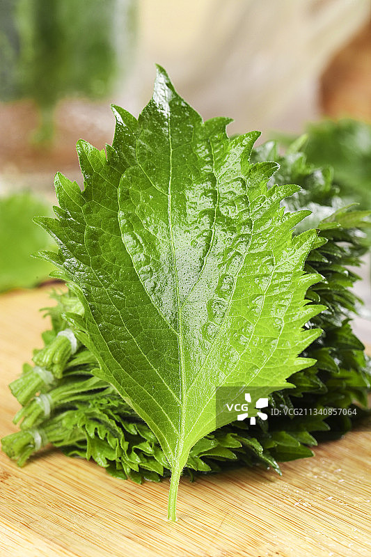 新鲜的绿紫苏叶放在木底上图片素材