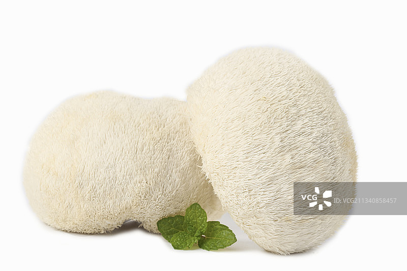 白底上放着东北山猴头菇图片素材