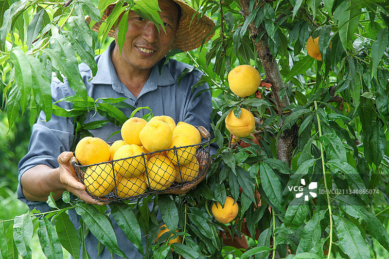 农民手里端着刚采摘的黄桃图片素材