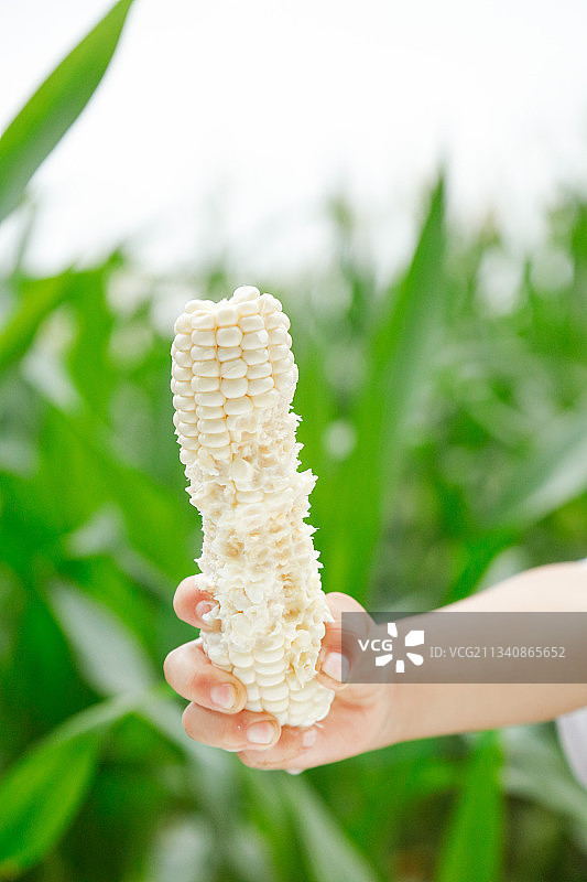 手里拿着牛奶玉米图片素材