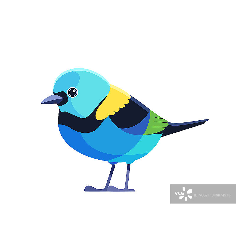 绿头唐纳雀图片素材