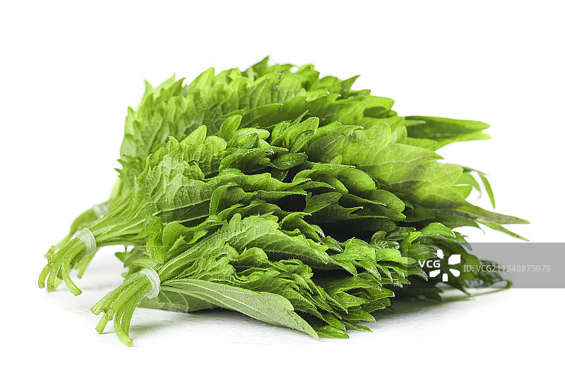 白底上的绿紫苏叶图片素材