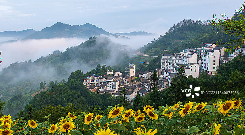 石潭向日葵图片素材