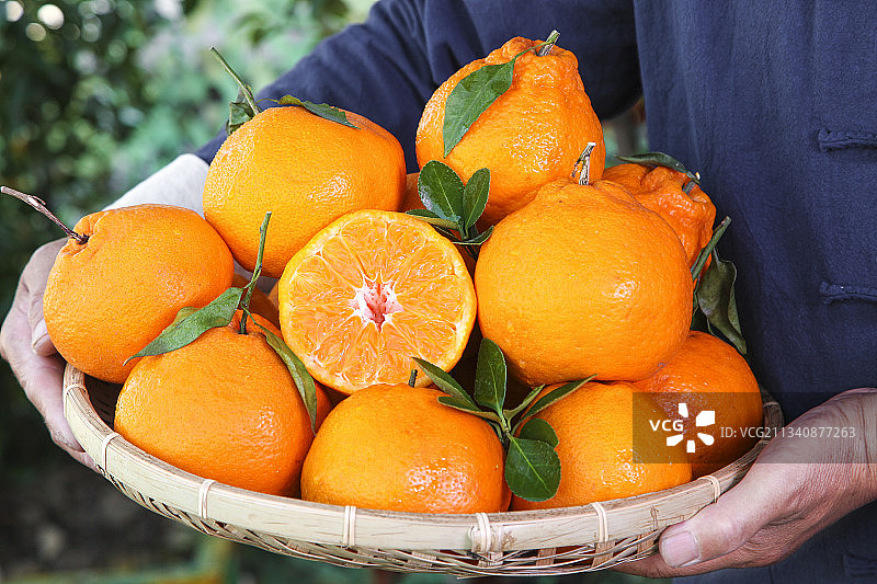 农民手里端着一篮子新鲜春见图片素材