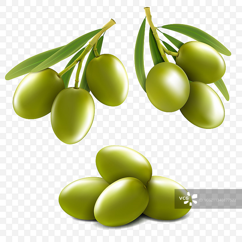 逼真的绿色橄榄枝图片素材