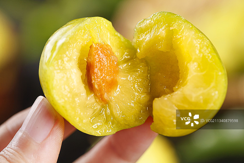 手上拿着黄金奈李图片素材