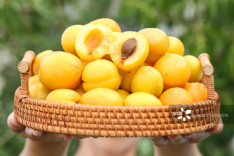 手里拿着一篮库车小白杏图片素材