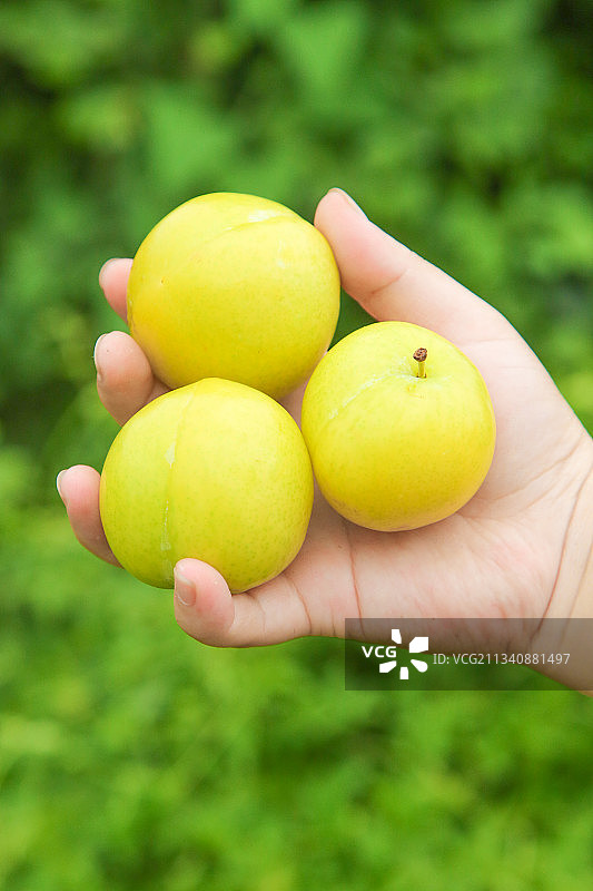 手里拿着四川蜂糖李子图片素材