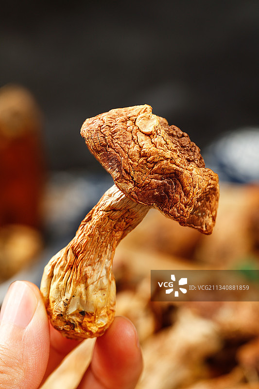 手里拿着姬松茸图片素材