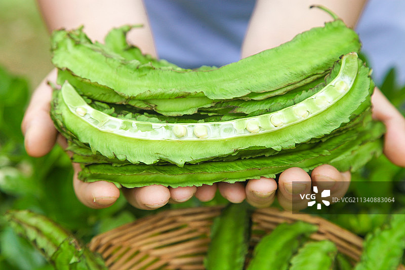手里拿着四棱豆图片素材