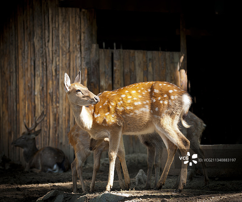 2011-10-02中国，山东省，济南市，九如山风景区，鹿图片素材