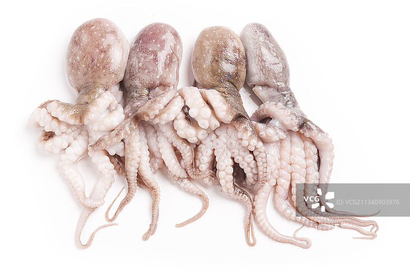 白底上摆放着小章鱼图片素材