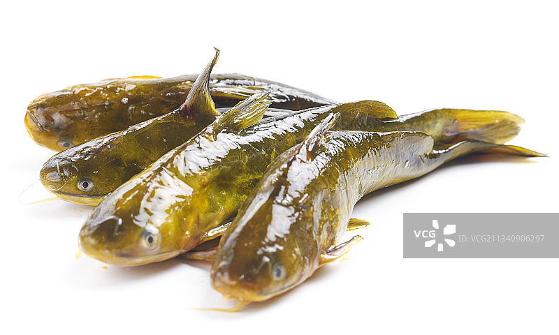 白底上放着黄蜂鱼图片素材